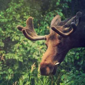 Moose in Anchorage, Alaska